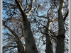 17-04-2012_tenhle_nadherny_platan_roste_na_smichove